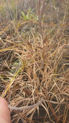 Cleistogenes squarrosa