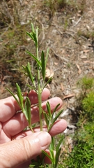 Prostanthera behriana