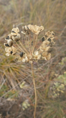 Allium ramosum