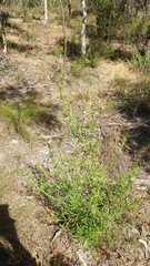 Prostanthera behriana