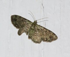Pasiphila rectangulata