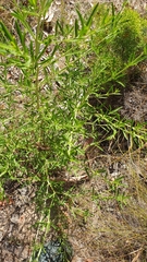 Prostanthera behriana