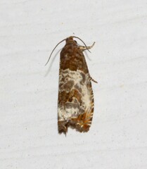 Notocelia rosaecolana