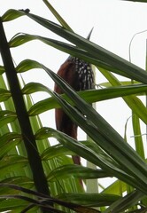 Berlepschia rikeri