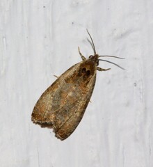 Olethreutes punctanum