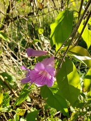 Bignonia callistegioides