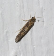 Agraylea