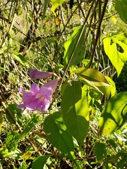 Bignonia callistegioides