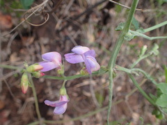 Lathyrus vestitus