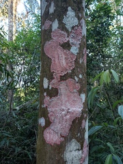 Herpothallon rubrocinctum