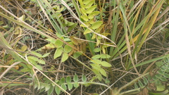 Oxytropis strobilacea
