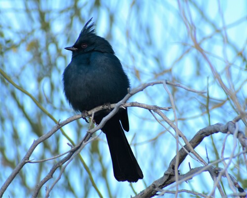 iNaturalist observation photo of Phainopepla