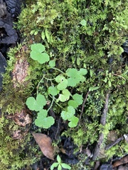 Hydrocotyle hirta