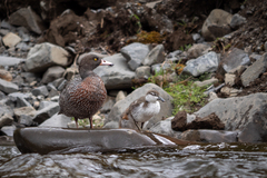 Hymenolaimus malacorhynchos