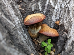 Omphalotus olivascens