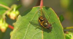Syrphus octomaculatus