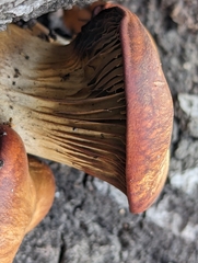 Omphalotus olivascens