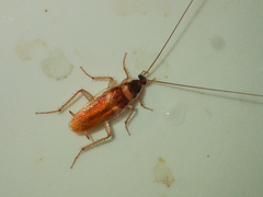 Supella longipalpa