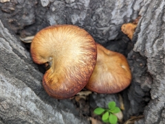 Omphalotus olivascens