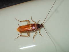 Supella longipalpa