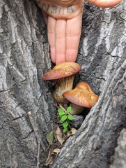 Omphalotus olivascens