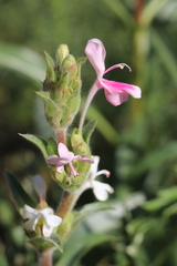 Morina kokanica