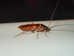 Supella longipalpa