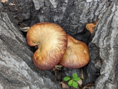 Omphalotus olivascens