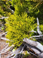 Lepidothamnus intermedius