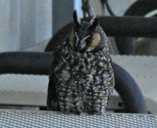 iNaturalist observation photo of Long-eared Owl