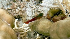 Labracinus cyclophthalmus