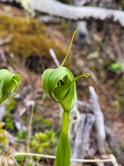 Pterostylis oliveri
