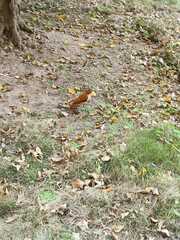 Furnarius leucopus