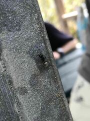 Calomyrmex albertisi