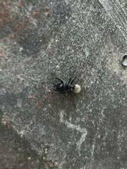 Calomyrmex albertisi