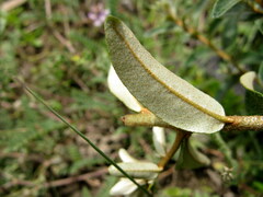 Elaeagnaceae
