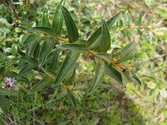 Elaeagnaceae