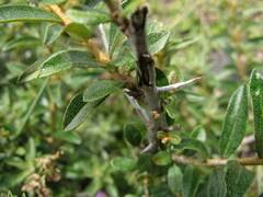 Elaeagnaceae