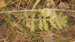 Artemisia tanacetifolia