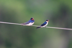 Hirundo rustica