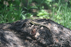 Trachylepis wahlbergii