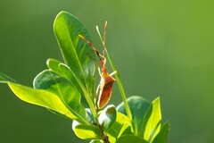 Chondrocera laticornis
