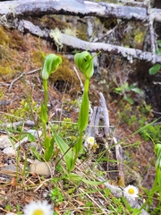 Pterostylis oliveri