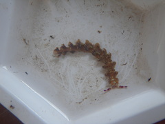 Pteraeolidia semperi