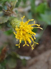 Hazardia squarrosa