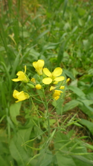 Brassica rapa