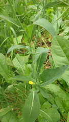 Brassica rapa