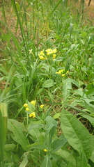 Brassica rapa