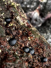 Nerita picea
