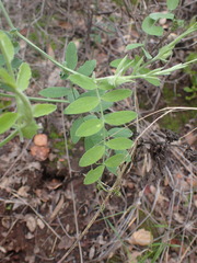 Lathyrus vestitus